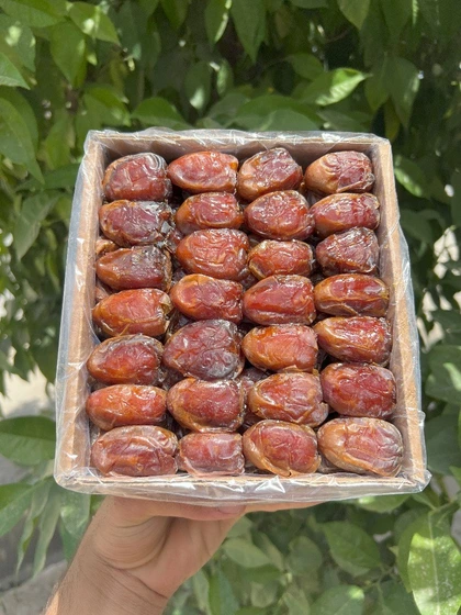 انواع خرما کبکاب خشک 1000 گرمی